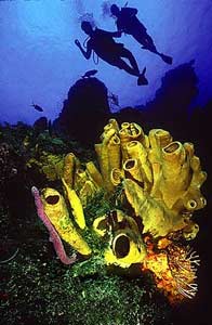 Diving Mexico's Reefs
