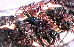 local lobsters - no claws
