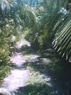 Punta Allen Road